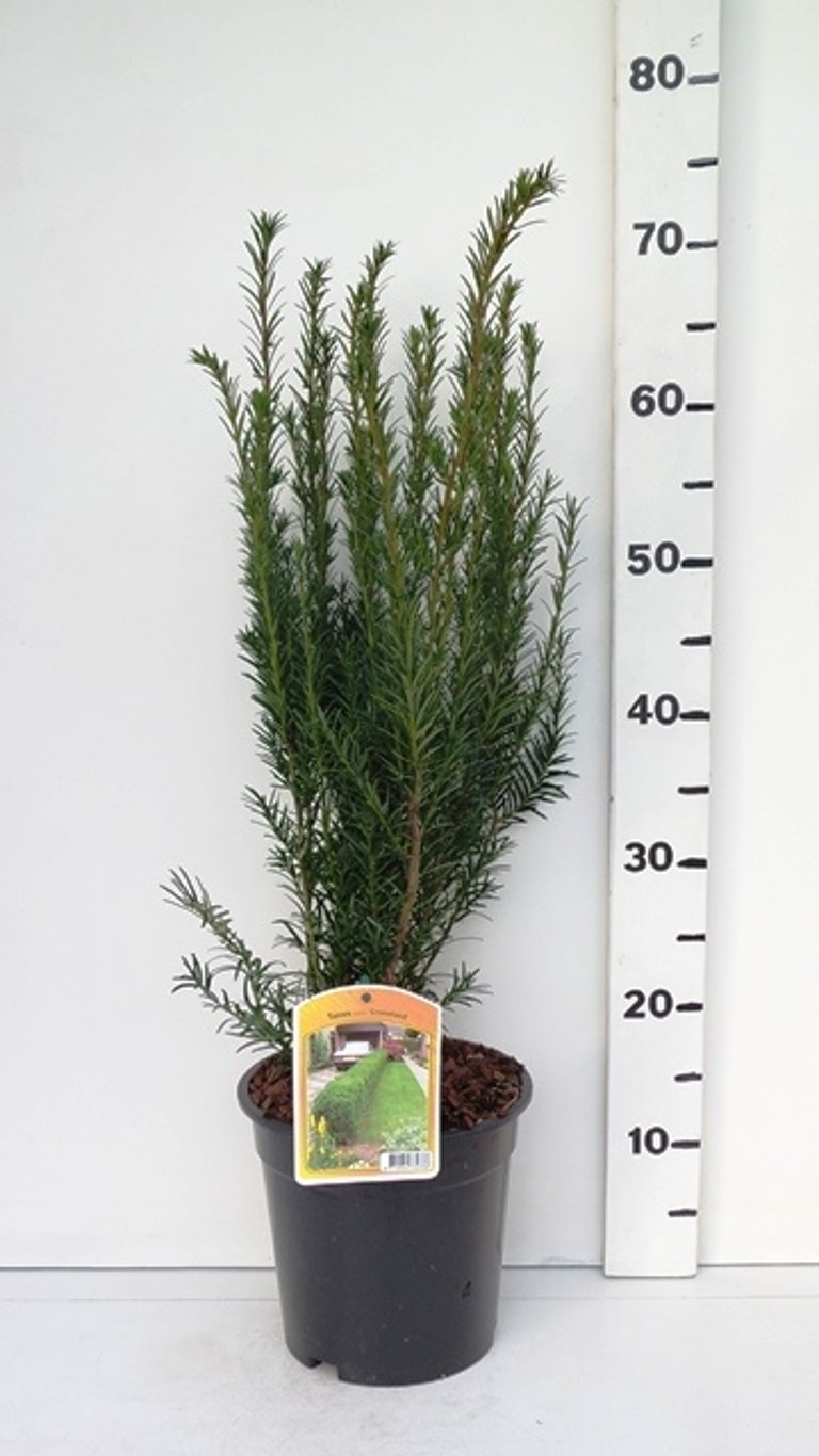 Taxus media 'Groenland' - C3 40-50 CM